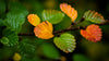 Excursie voor macrofotografie - Cradle Mt National Park - 24 en 25 augustus 2024 - 8 plaatsen beschikbaar