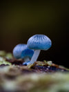 Tarkine Macro-Photography Workshop - July 7th to 11th - 2027 - 6 Places Available