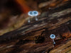 Tarkine Macro-Photography Workshop - July 7th to 11th - 2027 - 6 Places Available