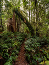 Tarkine Macro-Photography Workshop - July 7th to 11th - 2027 - 6 Places Available